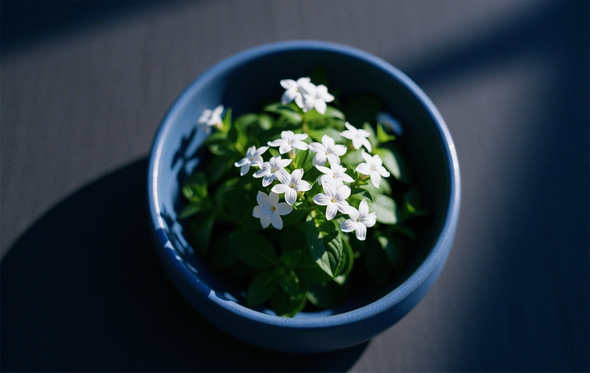 Java Tea extract